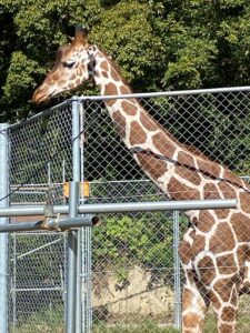 東かがわ市観光スポット④　きりん