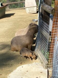 東かがわ市観光スポット④　カピバラの親子