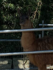 東かがわ市観光スポット④　動物