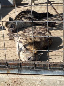 東かがわ市観光スポット④　動物のお昼寝