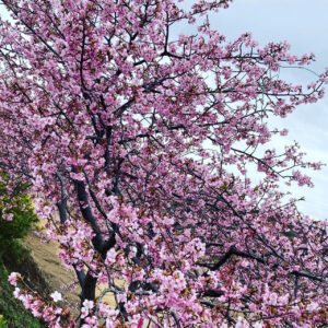 東かがわ市観光スポット②　湊川河津桜