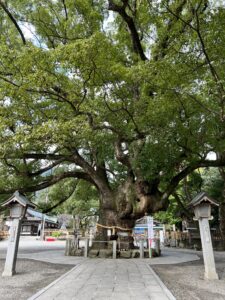 徳島県パワースポット②大麻比古神社のクスノキ