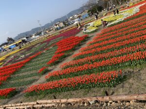 高知のチューリップまつり①：展望台での風景の画像です。