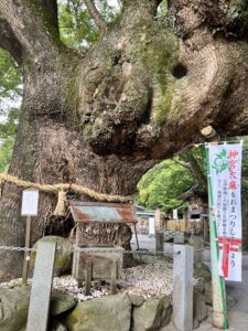 徳島県パワースポット②大麻比古神社の御神木