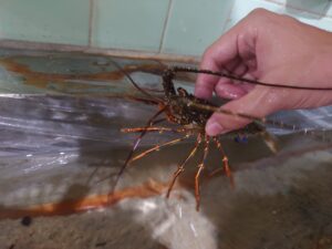 「むろと廃校水族館（はいこうすいぞくかん）」伊勢海老