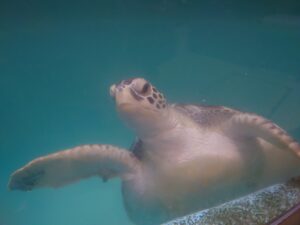 「むろと廃校水族館（はいこうすいぞくかん）」ウミガメ