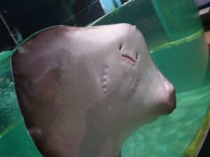 「むろと廃校水族館（はいこうすいぞくかん）」エイ