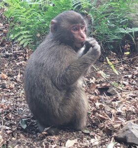 小豆島　天然記念物　野生の猿