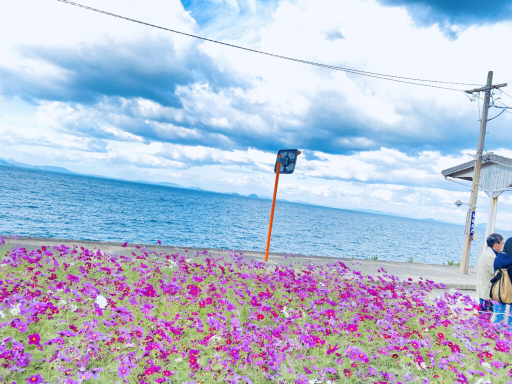秋にはコスモスが咲き誇り、”伊予灘”と”空”の青とピンクが映えます