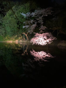 香川県の桜名所 2