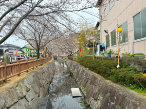 香川県の桜名所 5