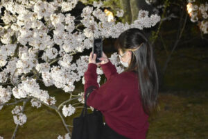 香川県の桜名所 1