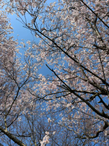 香川県の桜名所 6