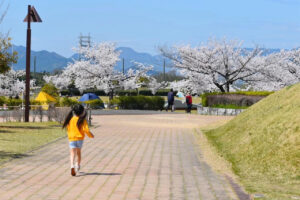 香川県の桜名所 7