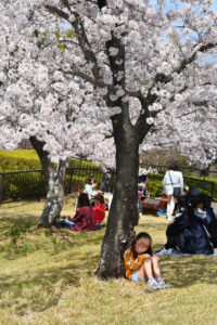 香川県の桜名所 8