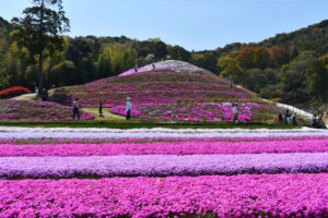 香川県の桜名所 4