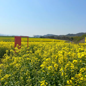 香川県の桜名所 10