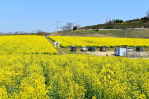 香川県の桜名所 9