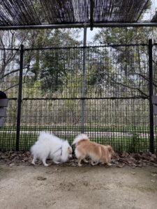 高松で愛犬とドライブ　香川県　まんのう公園　犬の遊び場ドッグラン