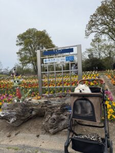 高松で愛犬とドライブ　色どりチューリップが咲く花畑の前でペットカーペットに乗ったポメラニアンが休んでいるまんのう公園の風景