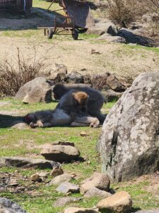 小豆島　おさるの国③
