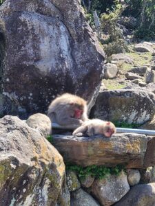 小豆島　おさるの国②