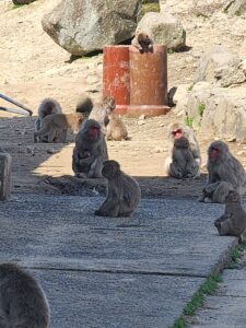 小豆島　おさるの国①