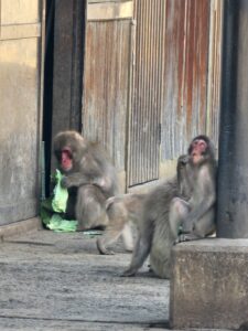小豆島　おさるの国④