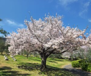 小豆島　オリーブ公園　桜