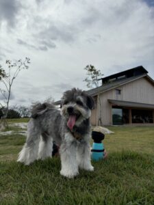 高松で愛犬とドライブ　芝生の上で舌を出して立つポメマル。