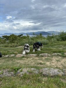 高松で愛犬とドライブ　瀬戸内海を背景に散歩するシュナウザーとポメマル