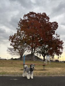 高松で愛犬とドライブ　仏生山公園