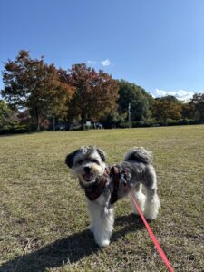 高松で愛犬とドライブ　広い芝生広場でポメマル