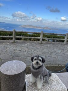 高松で愛犬とドライブ　コンクリートの椅子の上で座っているポメマル