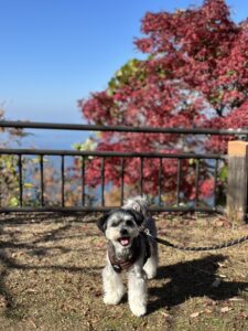 高松で愛犬とドライブ　屋島山頂　ポメマル