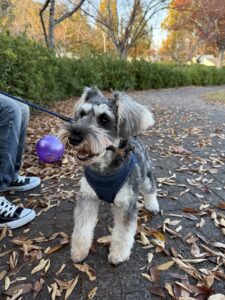 高松で愛犬とドライブ　落ち葉が広がる遊歩道で枝をくわえて立つシュナウザー